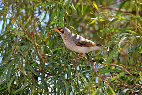 Black-eared Miner (Manorina melanotis) in a tree