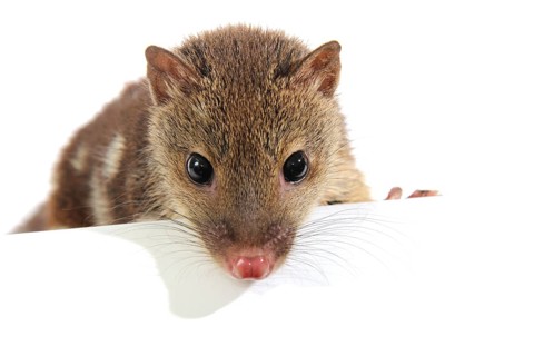 Tiger Quoll (Dasyurus maculatus)