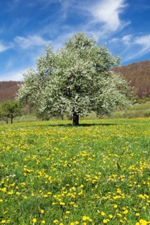 Fruit tree in blossom on a meadow in spring