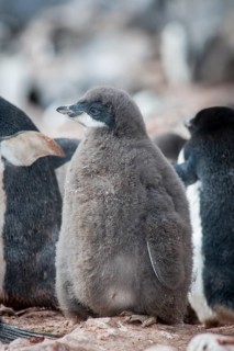 Adelie Penguin (Pygoscelis adeliae)