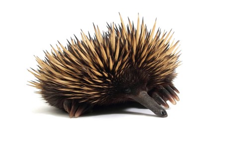 Short-beaked Echidna (Tachyglossus aculeatus)
