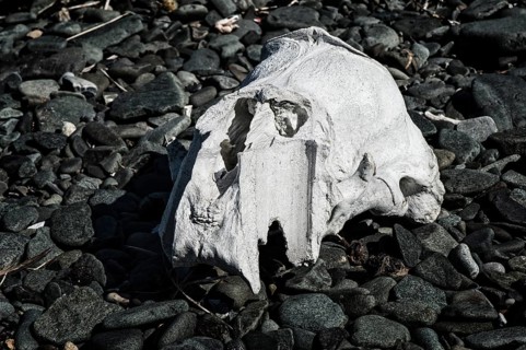 Walrus skull