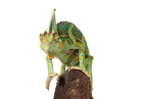 Veiled Chameleon of Yemen Chameleon (Chamaeleo calyptratus)