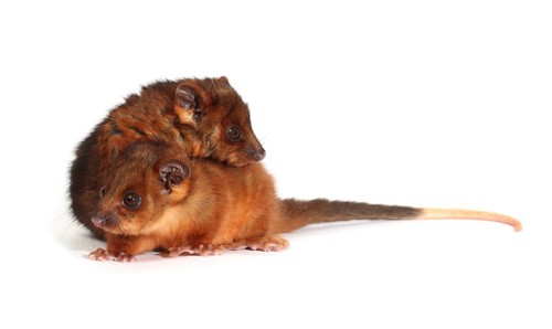 Common Ringtail Possums (Pseudocheirus peregrinus)