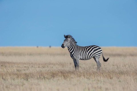 Burchell's Zebra (Equus quagga)