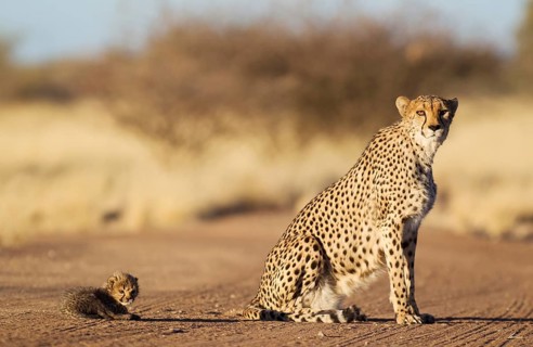Cheetah (Acinonyx jubatus)