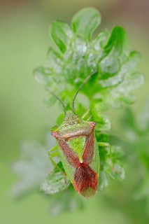 Hawthorn Shield Bug (Acanthosoma haemorrhoidale)