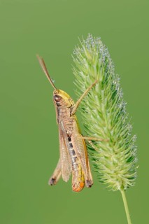 Meadow Grashopper (Chorthippus parallelus)