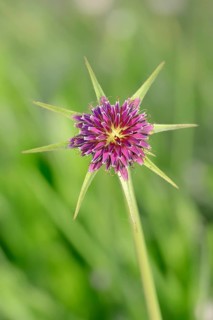Purple Salsify or Goatsbeard (Tragopogon porrifolius)