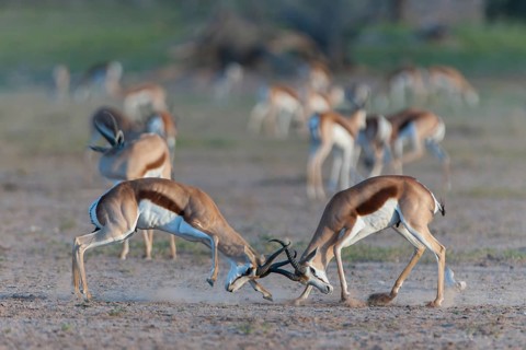 Male Springboks (Antidorcas marsupialis) fighting for dominance and social rank in the herd