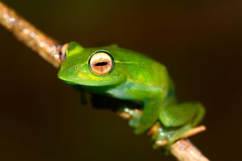 Poison Dart Frog