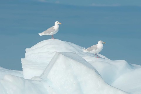 Glaucous Gulls (Larus hyperboreus) on ice
