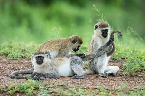 Vervet monkey (Chlorocebus)