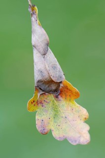 Green Oak Leaf Roller (Tortrix viridana)