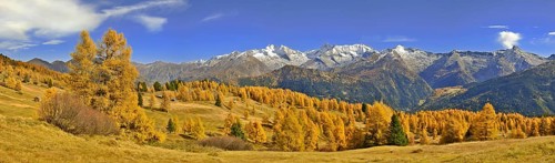 Larch forest (Larix) in autumn