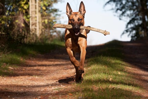 Malinois retrieveing a stick