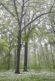 Flowering wild garlic (Allium ursinum) in spring forest