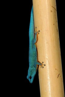 Turquoise Dwarf Gecko or William's Dwarf Gecko (Lygodactylus williamsi)