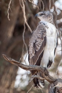 Young Martial Eagle (Polemaetus bellicosus)