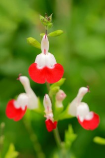 Baby Sage or Blackcurrant Sage var 'Hot Lips' (Salvia microphylla)