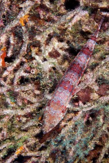 Variegated Lizardfish or Common LIzardfish (Synod variegatus)