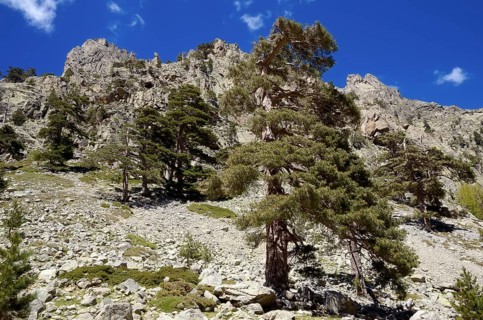 Corsican Pines (Pinus nigra subsp. laricio) Restonica Valley