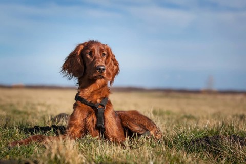 Irish Setter dog lying in a field