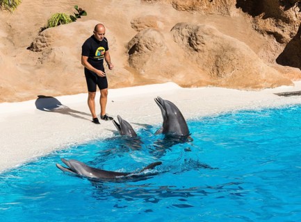 Dolphin Show