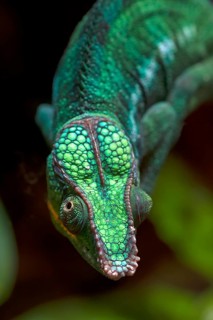 Panther Chameleon (Furcifer pardalis)