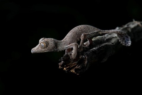 Henkel's Leaf-tailed Gecko (Uroplatus henkeli)
