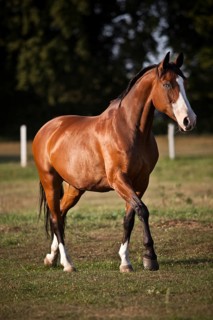 Westphalian mare