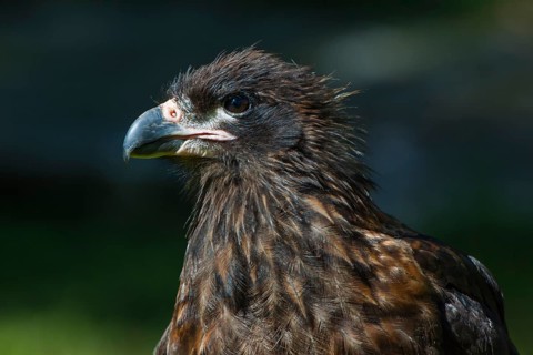 Striated Caracara or Johnny Rook (Phalcoboenus australis)
