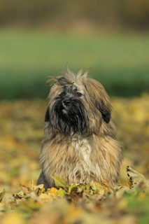 Lhasa Apso sitting in foliage