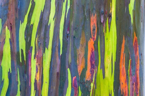 Coloured bark of a Eucalyptus Tree (Eucalyptus sp.)