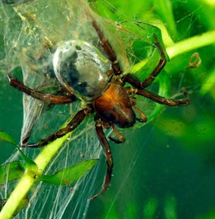 Water Spider or Diving Bell Spider (Argyroneta aquatica)