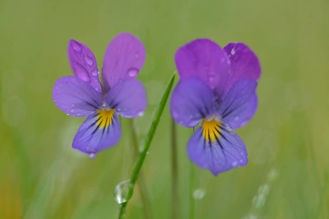 Heartsease or Wild Pansy (Viola tricolor)