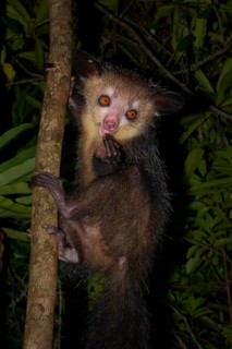 Aye-aye (Daubentonia madagascariensis)