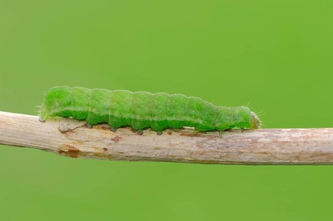 Caterpillar