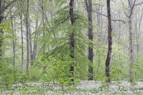 Flowering wild garlic (Allium ursinum) in spring forest
