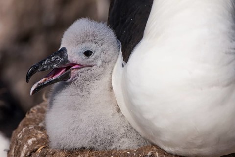 Black-browed Albatross or Black-browed Mollymawk (Thalassarche melanophris)