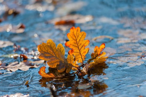 Leaves of the Pedunculate Oak or German Oak (Quercus robur) frozen in the ice