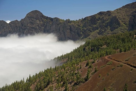 Pine forest