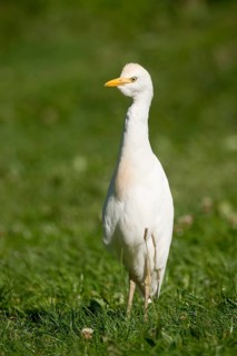 Cattle Egret (Bubulcus ibis) standing in a meadow