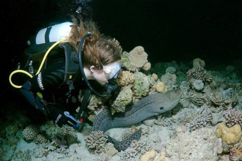 Giant Moray (Gymnothorax javanicus) at night