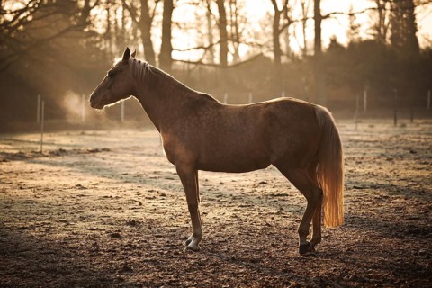 Small horse
