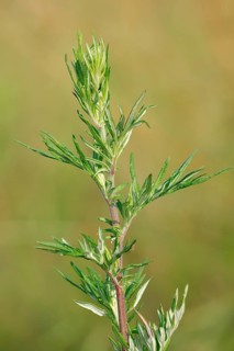 Mugwort (Artemisia vulgaris)