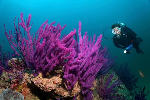Diver looking at Red sea whips (Ellisella sp.)