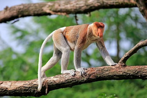 Proboscis Monkey (Nasalis larvatus)