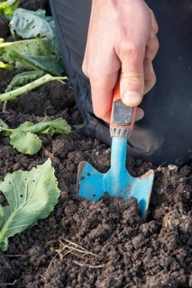 Hand and small spade cultivating a garden