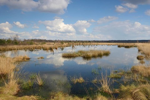 Rewetted moor